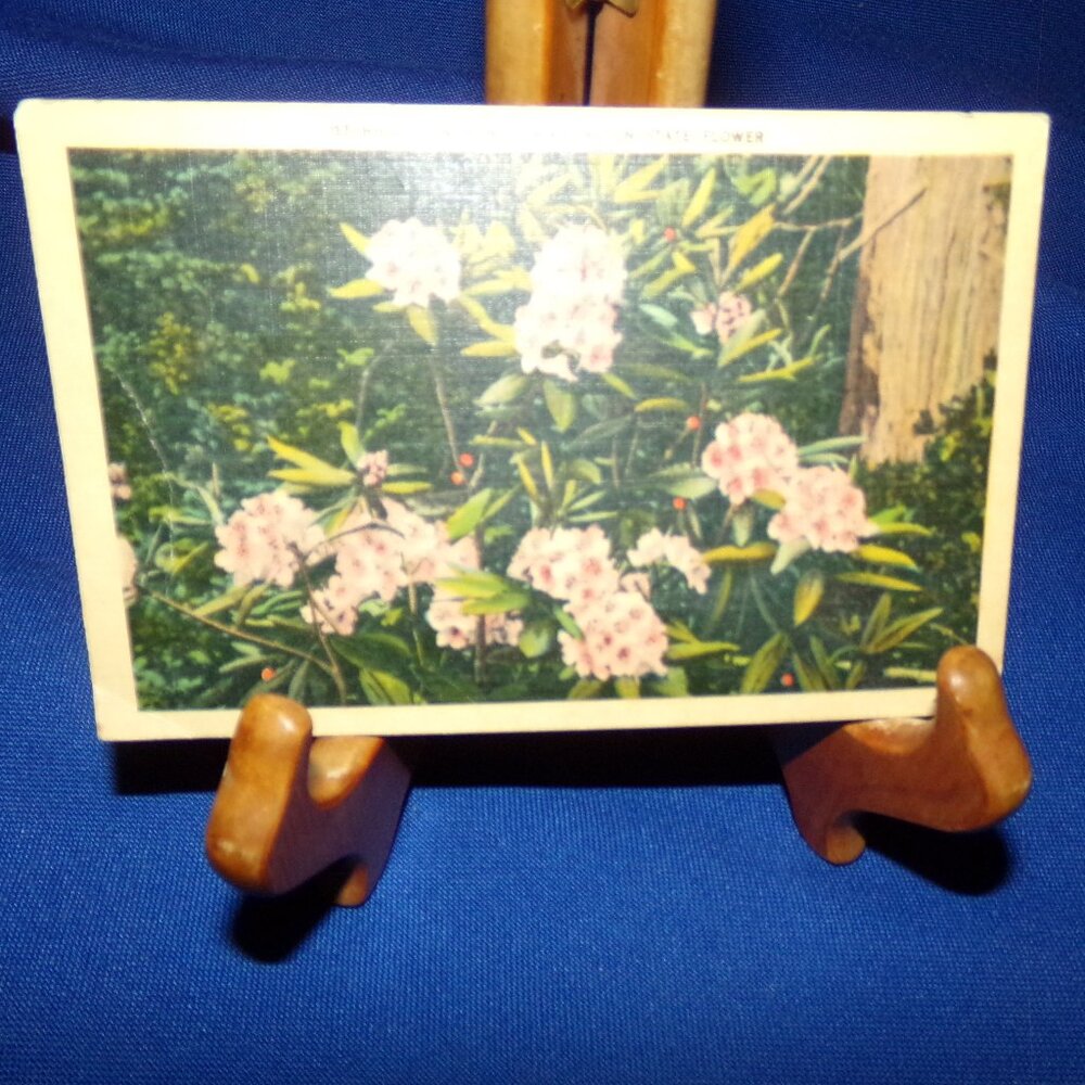 Vintage Full Color Rhododendrons - State Flower of Washington Postcard - Used